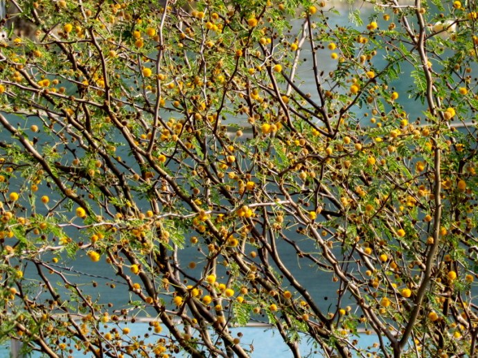 Acacia_IMG_0272