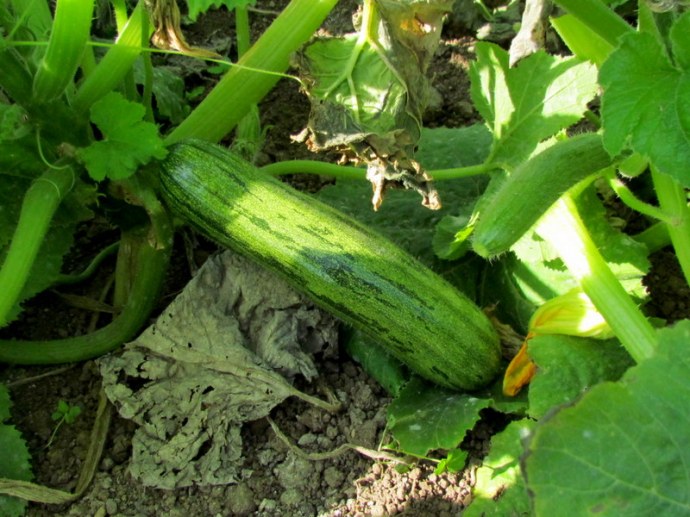 Kabachok_Cucurbita pepo IMG_0131