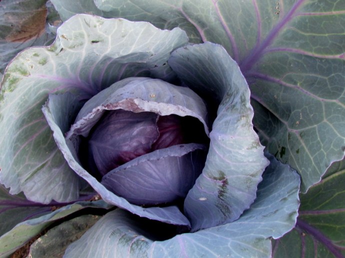 Kapusta_Brassica_IMG_0142