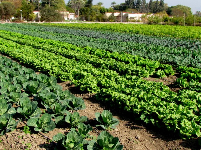 Kapusta_IMG_0110-001