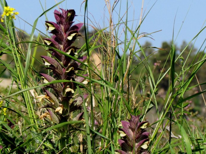 Acanthus syriacus IMG_6474
