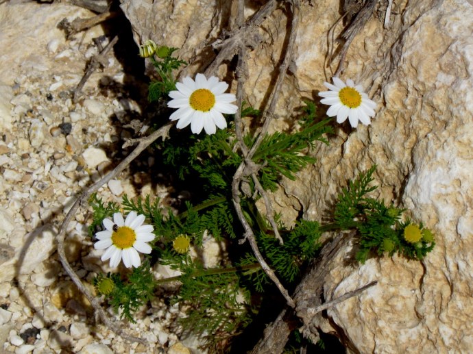 Anthemis pseudocotula_Pupavka_IMG_8629