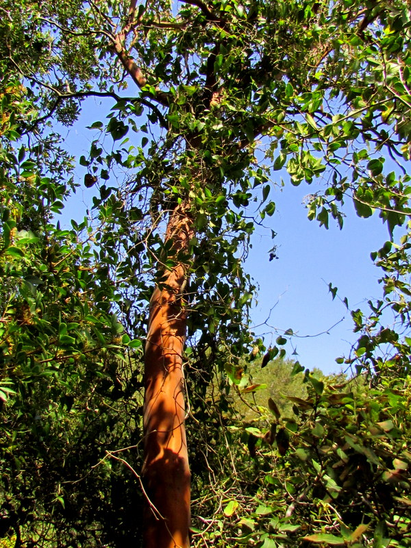 Arbutus andrachne IMG_6648