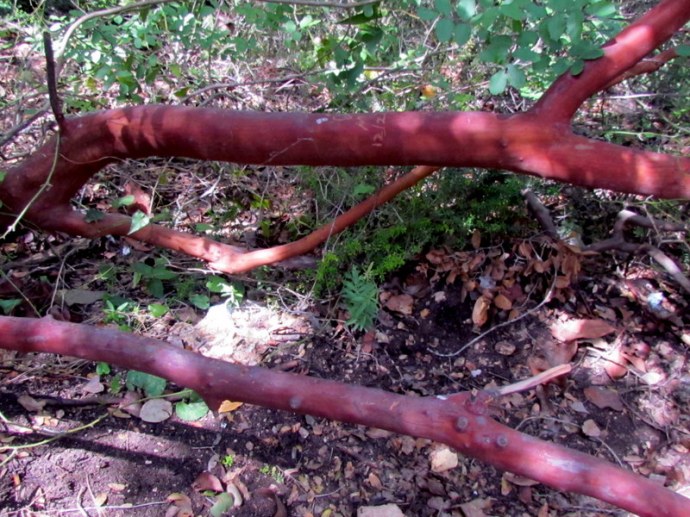 Arbutus andrachne IMG_6664