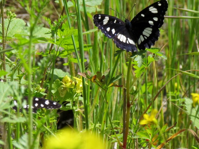 Babochky_Limenitis reducta IMG_6593