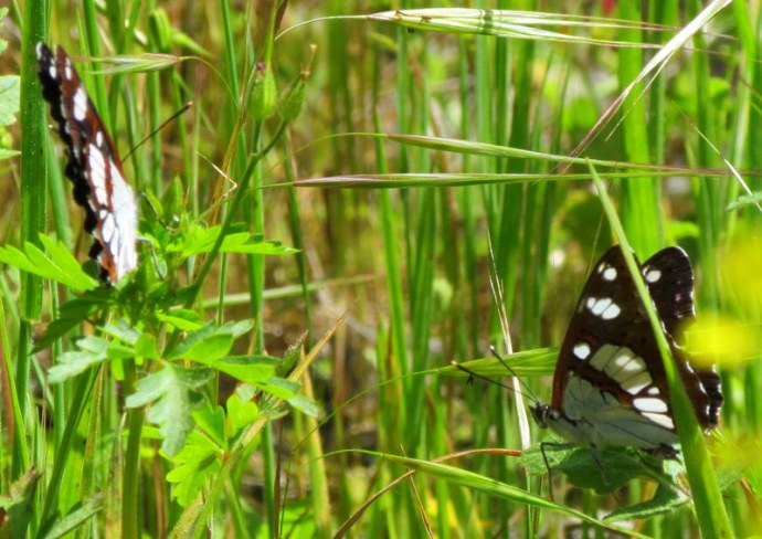 Babochky_Limenitis reducta IMG_6601