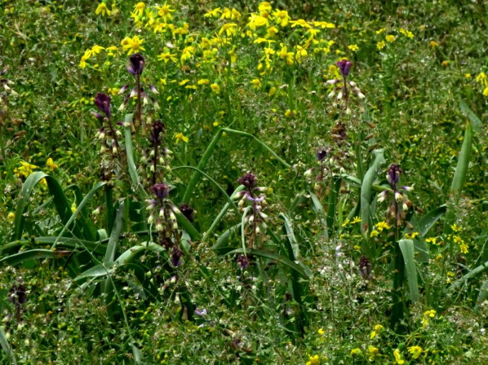 Bellevalia flexuosa IMG_5900