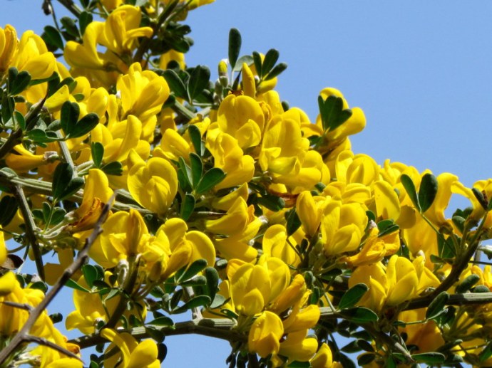 Calicotome villosa IMG_6656