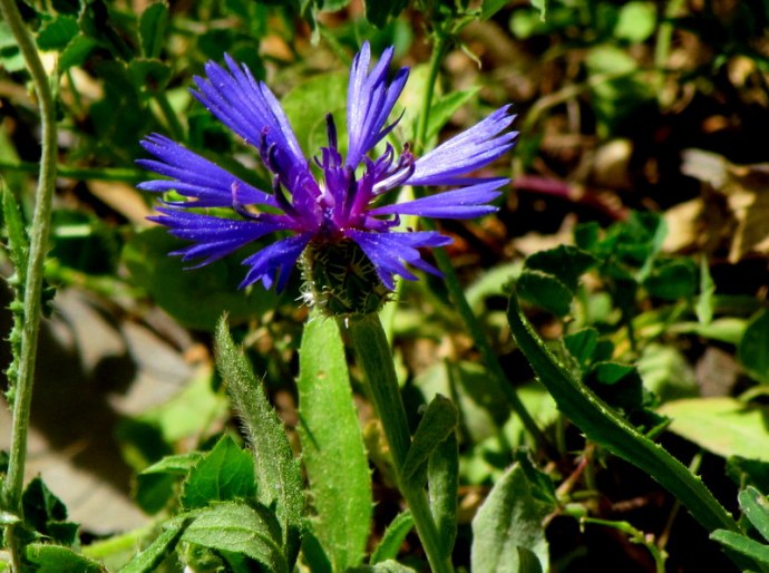 Centaurea cyanoides IMG_6729