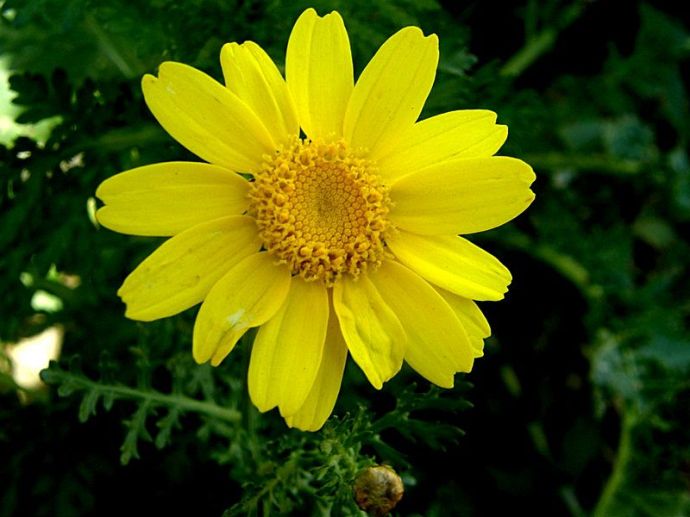 Chrysanthemum coronarium P1200286_a