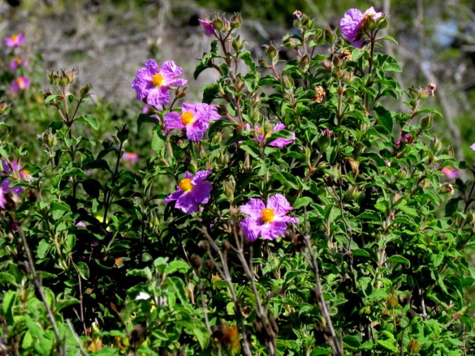Cistus incanus IMG_6466