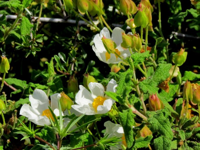 Cistus salviifolius IMG_6468