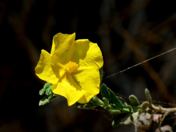 Fumana thymifolia IMG_6698