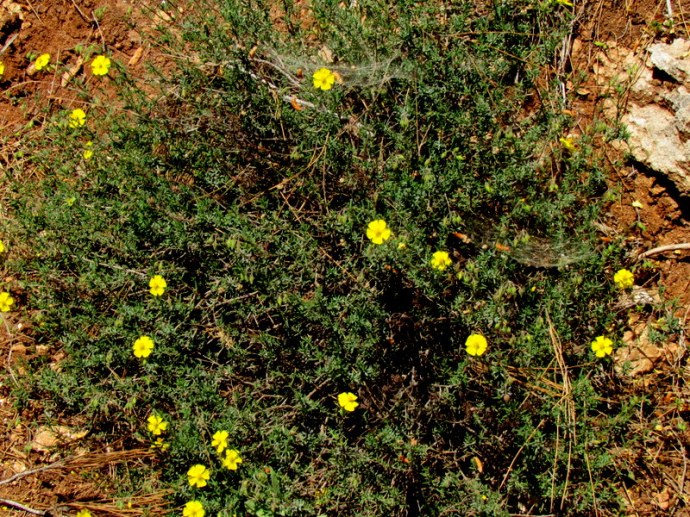 Fumana thymifolia IMG_6732