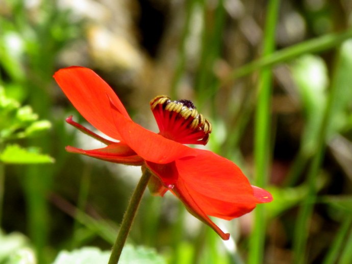 Ranunculus asiaticus IMG_6595
