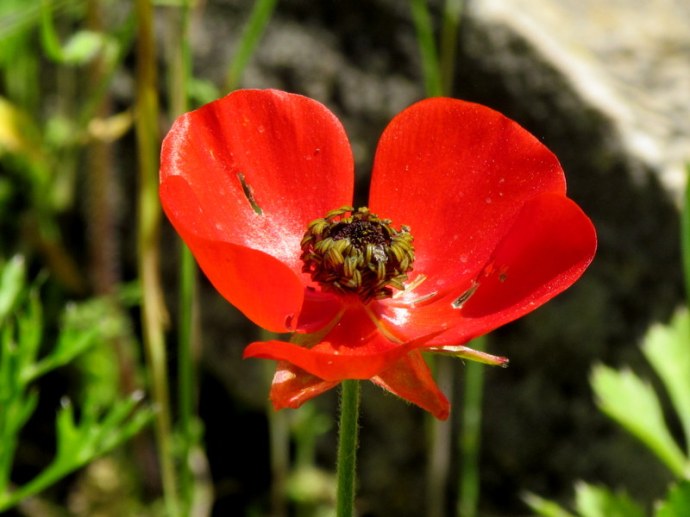 Ranunculus asiaticus IMG_6597