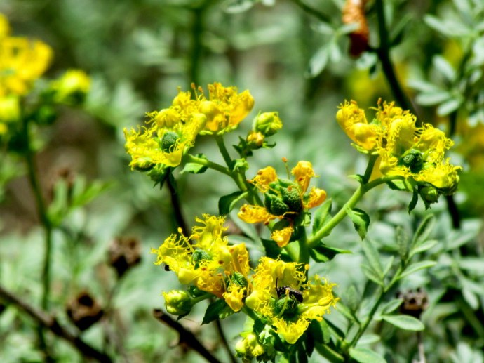 Ruta chalepensis IMG_6735