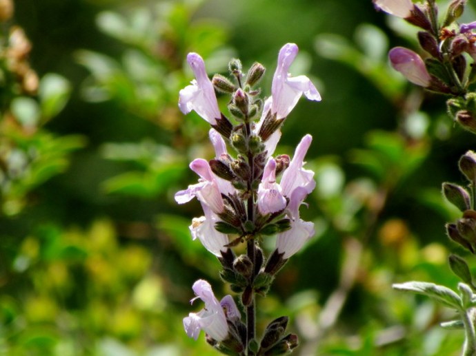 Salvia fruticosa IMG_6721