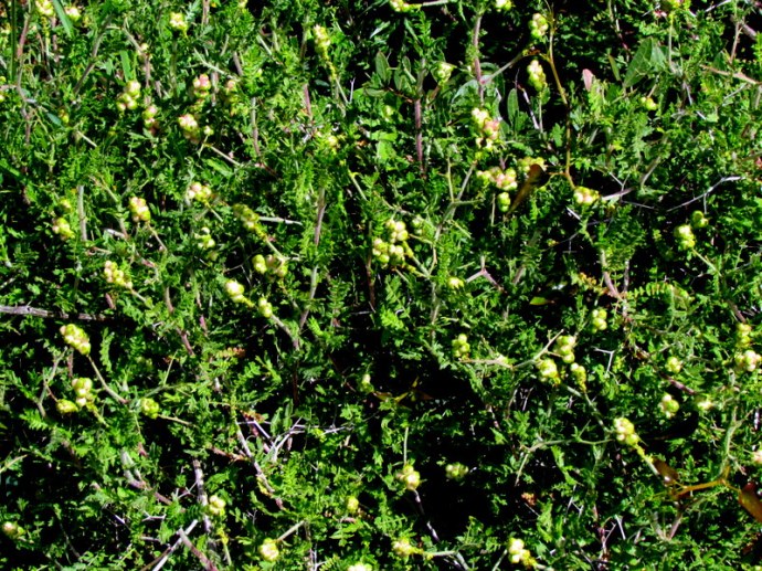 Sarcopoterium spinosum IMG_6679