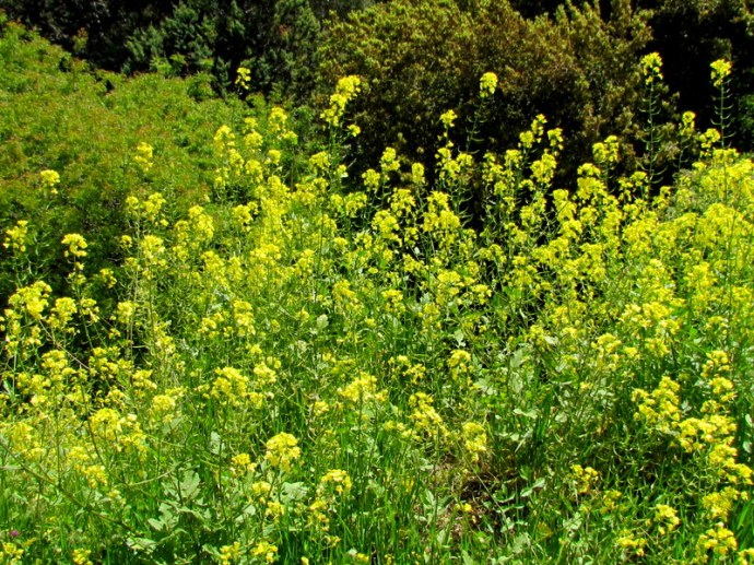 Sinapis alba IMG_6575