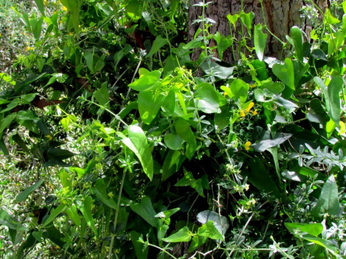 Smilax aspera IMG_6758