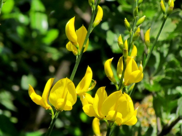 Spartium junceum IMG_6674