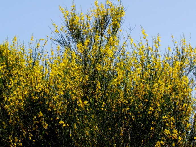 Spartium junceum IMG_6765