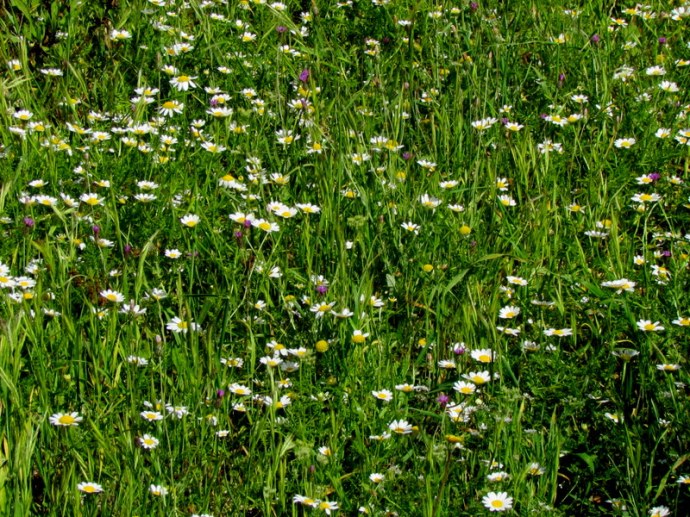 Anthemis pseudocotula_Pupavka_IMG_8675IMG_8119