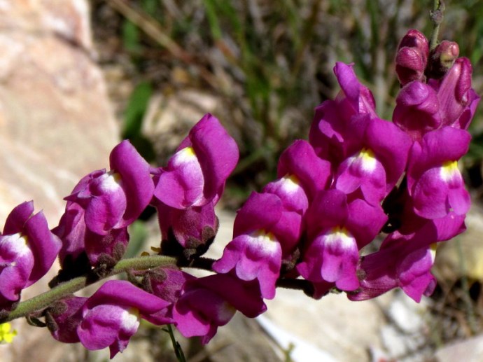 Antirrhinum majus IMG_7704