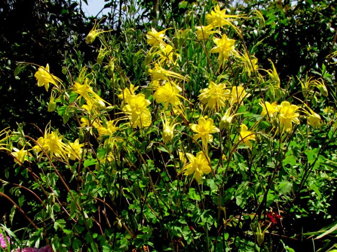 Aquilegia chrysantha  IMG_7871