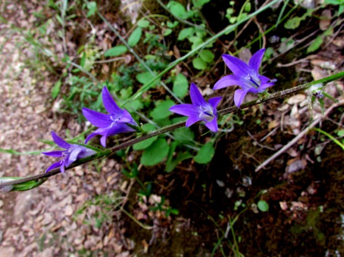 Campanula rapunculus IMG_8255-001