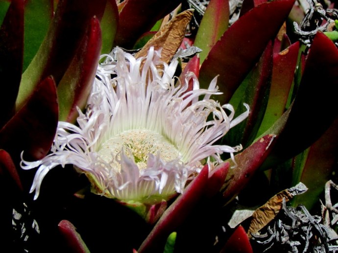 Carpobrotus edulis)Smicrostigma viride IMG_7992