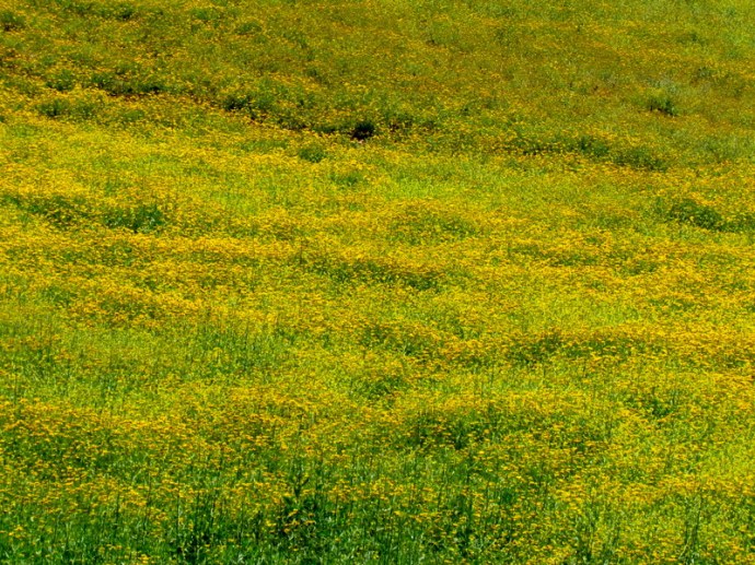Chrysanthemum coronarium IMG_8274