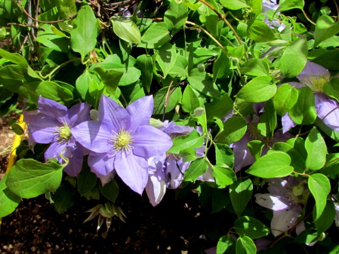 Clematis hybrida IMG_8086