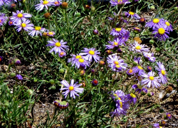 Dimorphotheca sinuata IMG_8007