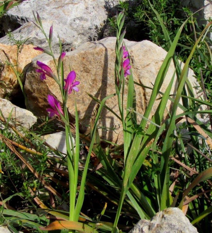 Gladiolus italicus IMG_8128