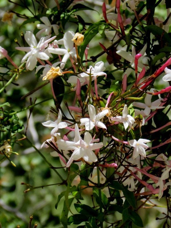 Jasmínum polyanthum IMG_8054
