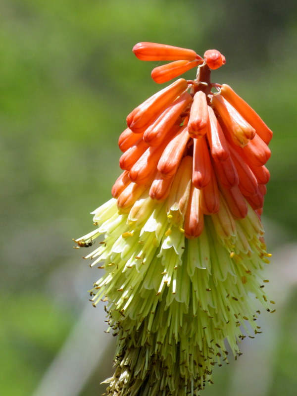 Kniphofia uvaria IMG_8032