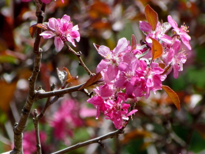Malus sieversii IMG_7951