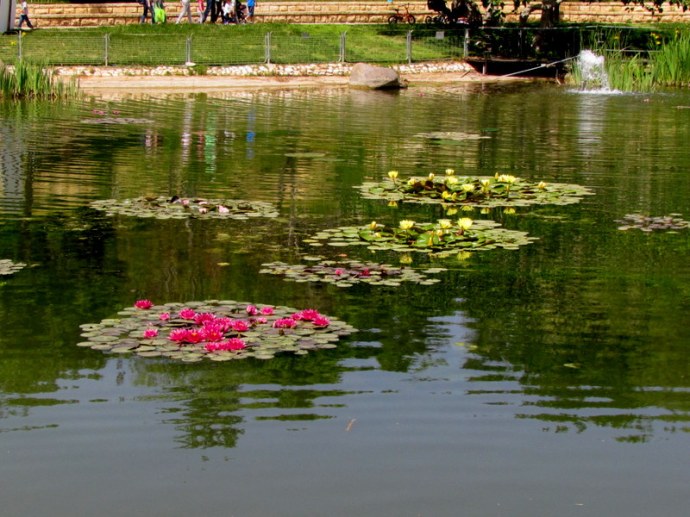 Nymphea IMG_7912