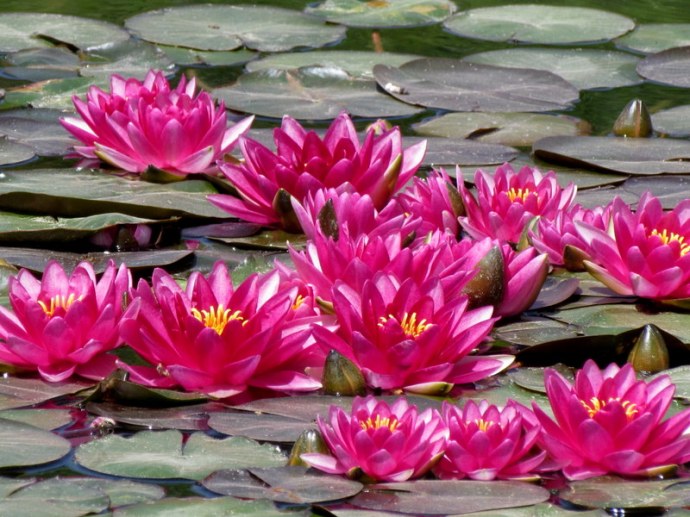 Nymphea IMG_7914