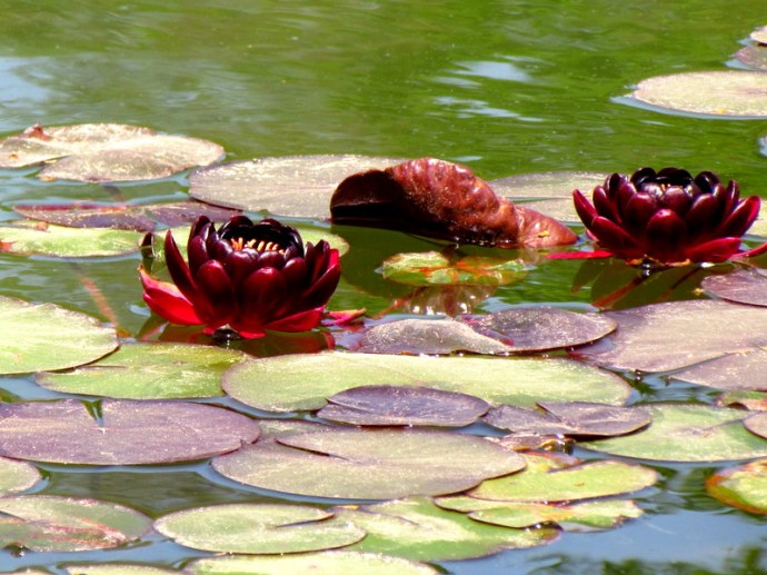 Nymphea IMG_7917