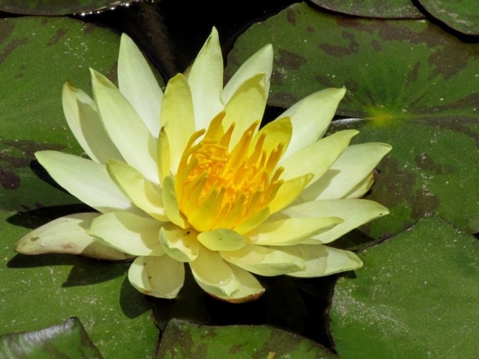 Nymphea IMG_7926