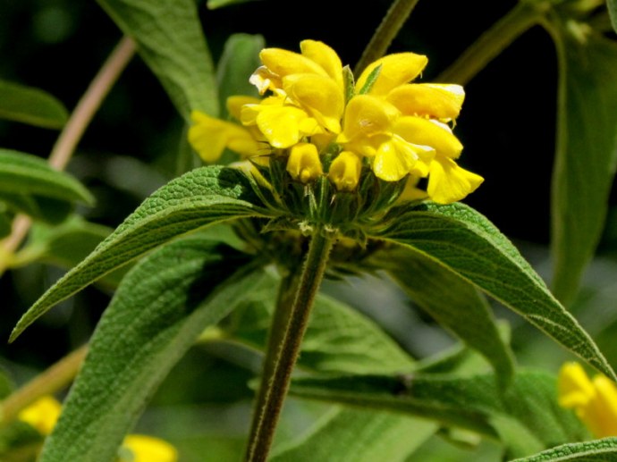 Phlomis russeliana IMG_8075-001