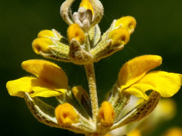 Phlomis viscosa IMG_2810