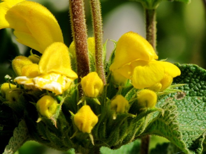 Phlomis viscosa IMG_8125