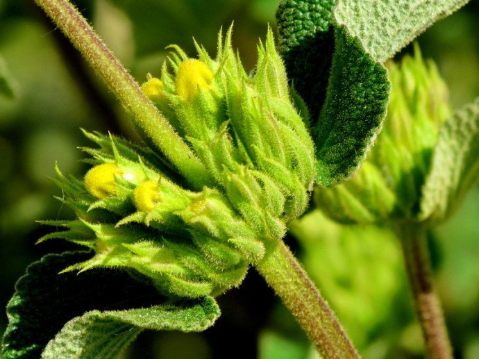 Phlomis viscosa IMG_8127