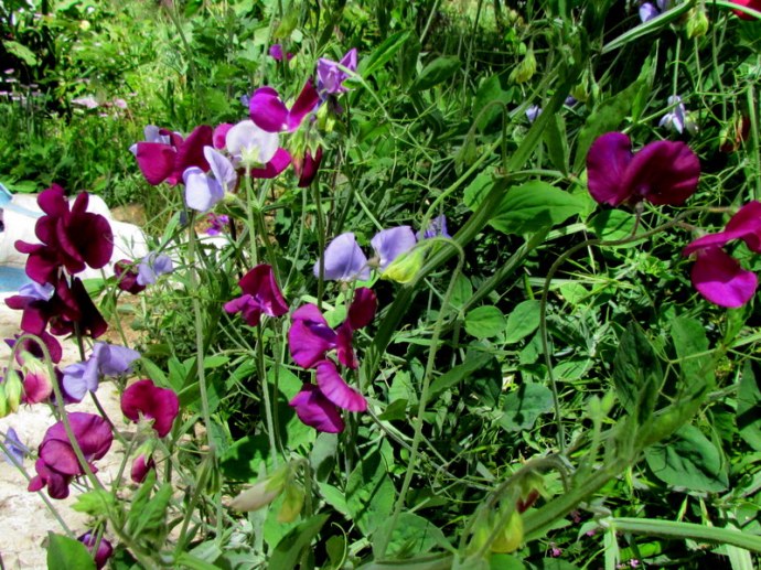 Pisum elatius IMG_7889