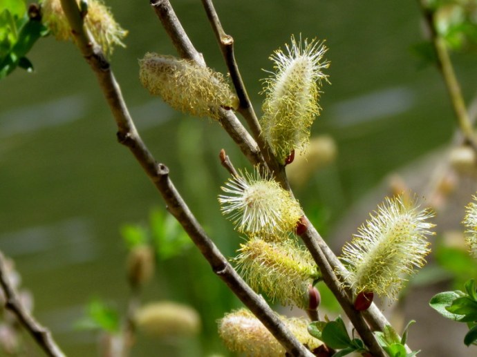 Salix alba L. IMG_7938