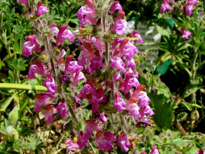 Salvia bracteata IMG_7953